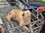 ฉีดวัคซีนป้องกันโรคพิษสุนัขบ้า